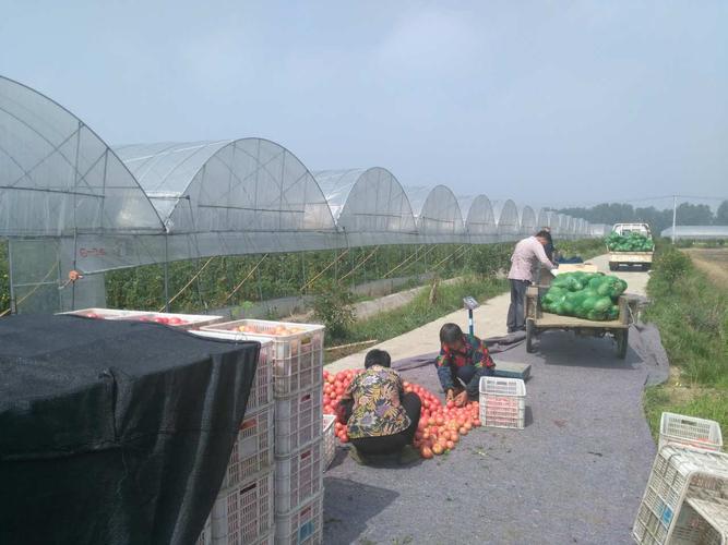 云田商城深入田間地頭助力當地農產品銷售