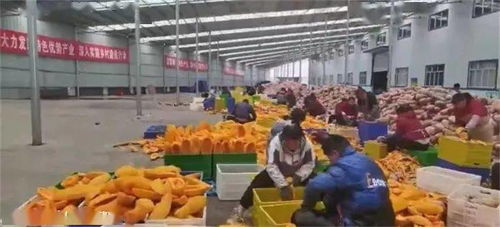 貴州畢節(jié)農(nóng)產(chǎn)品走出國門 織金南瓜海外受熱捧