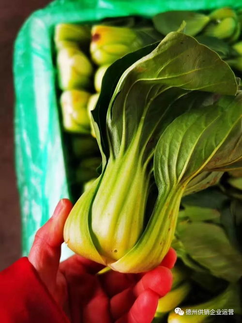 保供給,穩(wěn)物價(jià) 德州市供銷(xiāo)社系統(tǒng)全力抗擊疫情